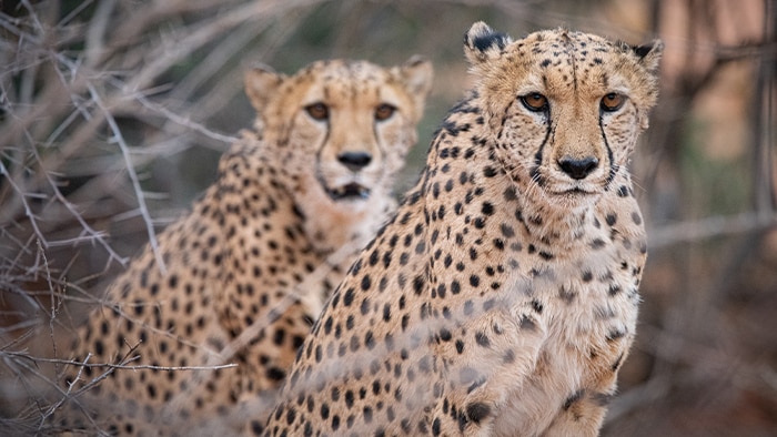 Cheetahs have communication hubs where they meet.