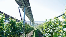 An unusual combination: renewable power from solar energy and automated agriculture 